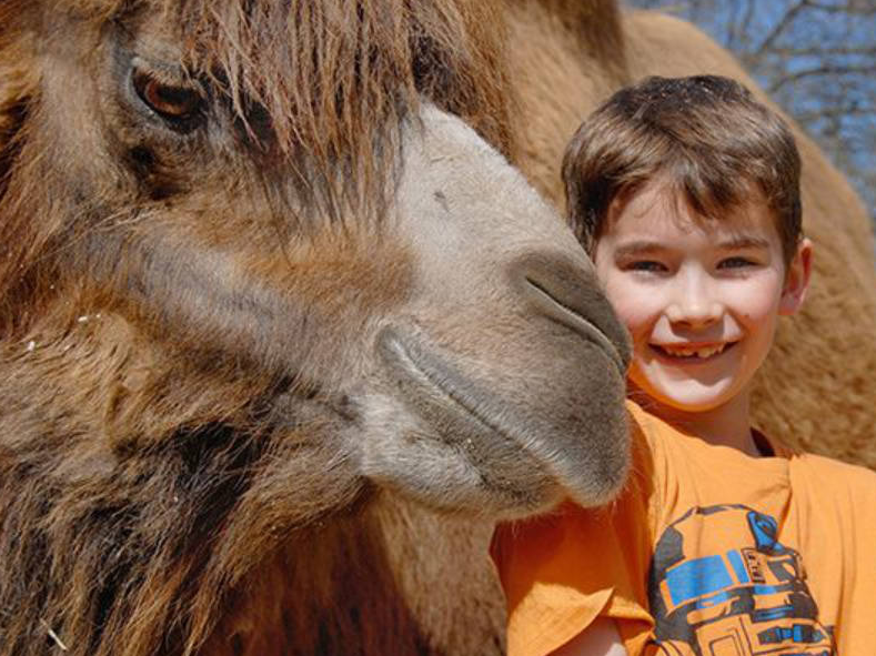 Gutschein für die exklusive Tierbegegnung - Trampeltiere (2 Personen)