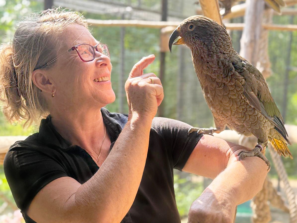 Gutschein für die exklusive Tierbegegnung - Keas (2 Personen)