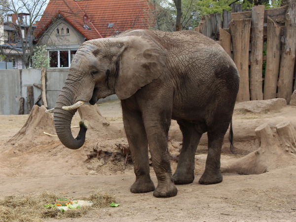 Elefanten Futterpatenschaft