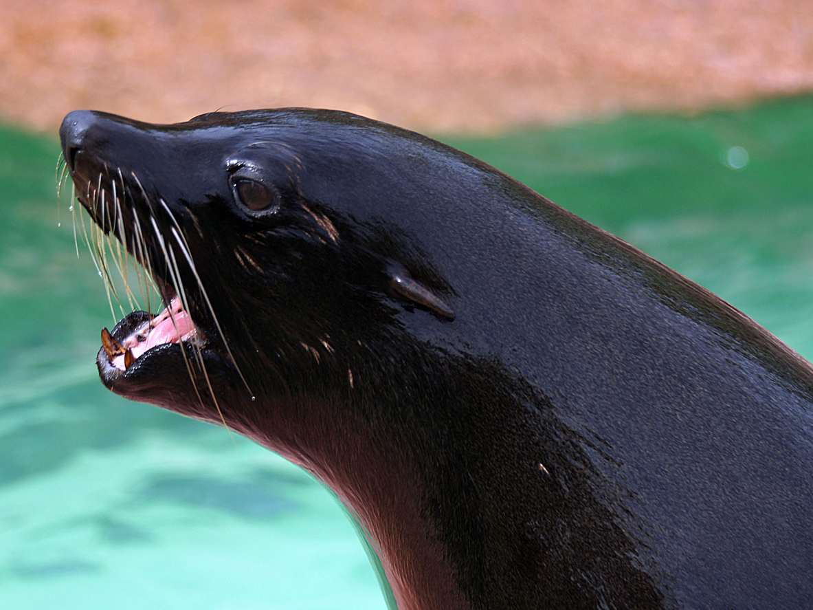 Seebären Futterpatenschaft