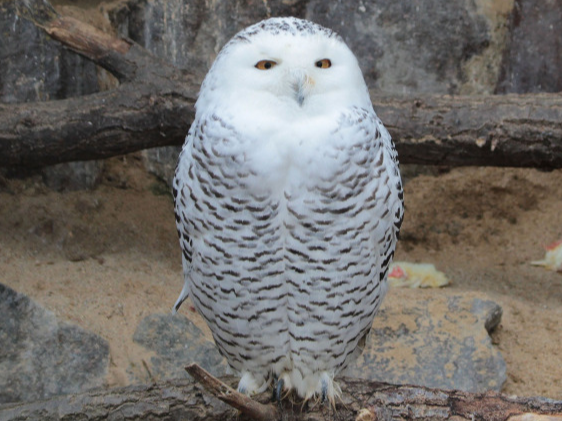 Schneeeule Futterpatenschaft