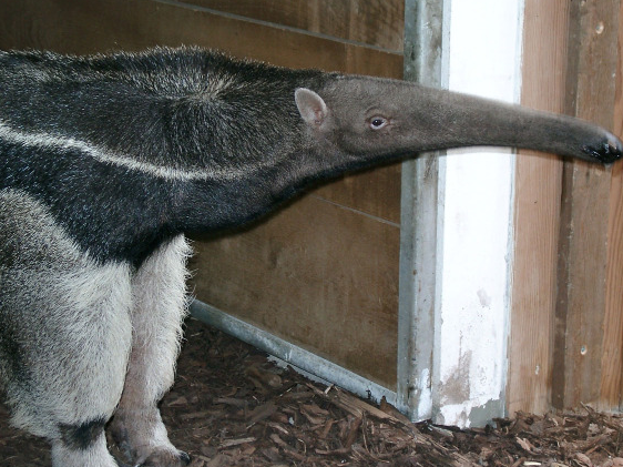 Großer Ameisenbär Futterpatenschaft
