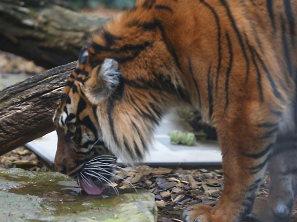 Tiger Futterpatenschaft