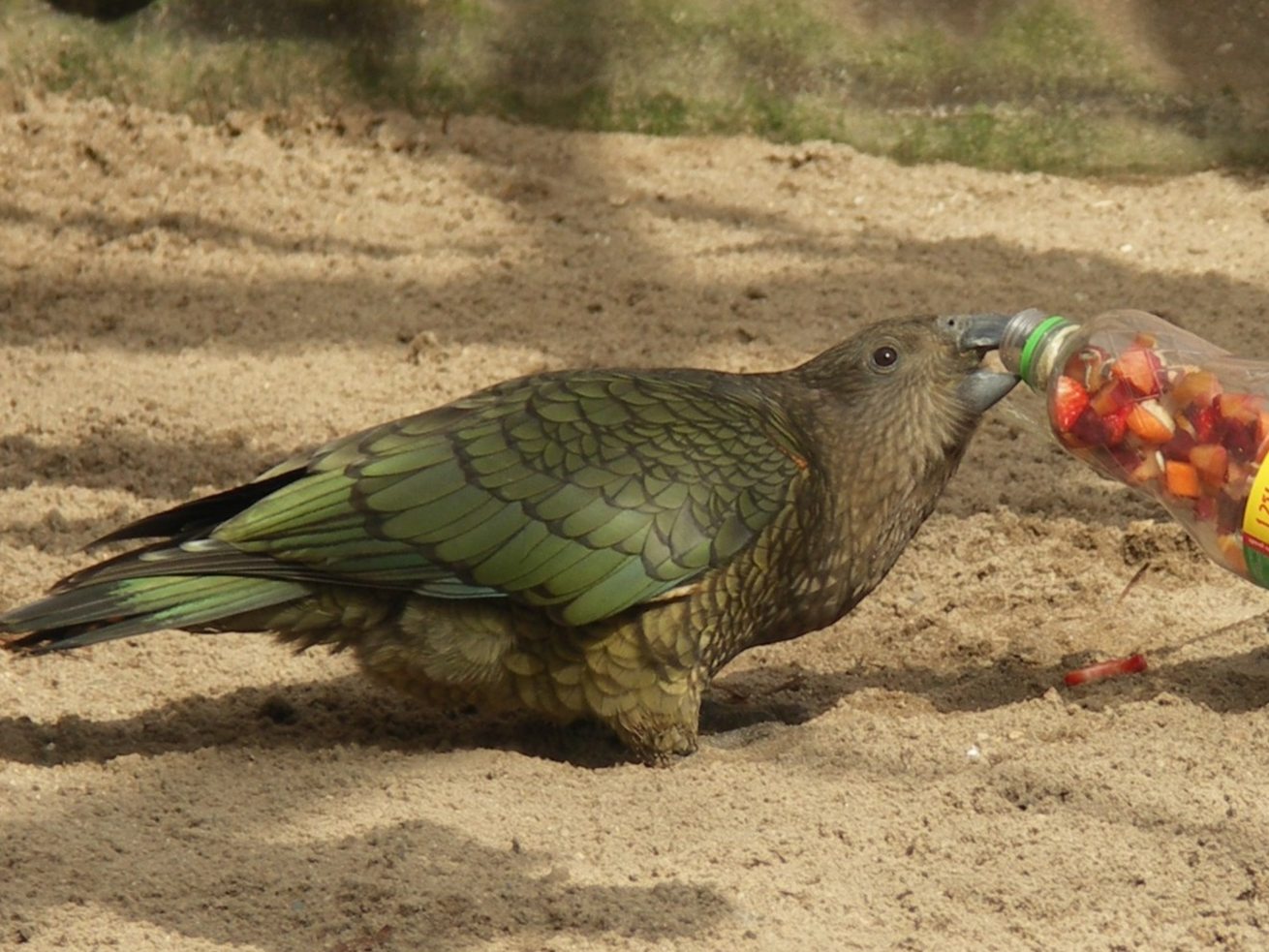Kea Futterpatenschaft