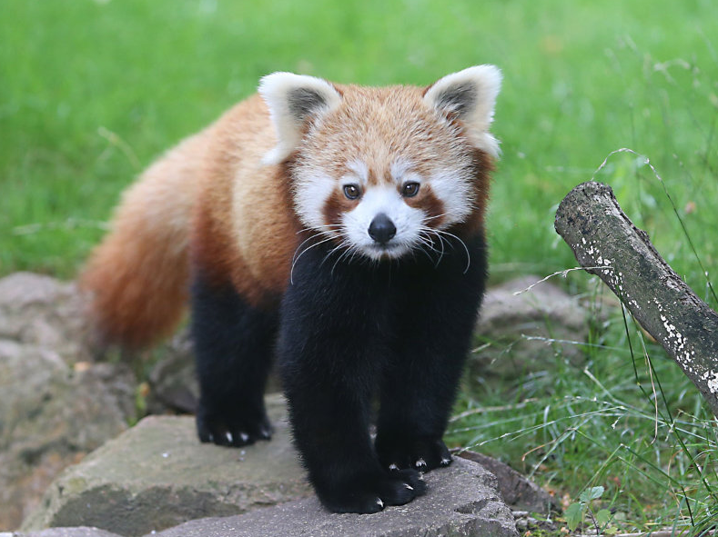 Roter Panda Futterpatenschaft
