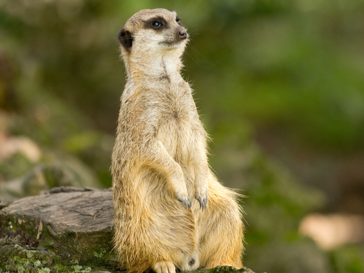 Erdmännchen Futterpatenschaft