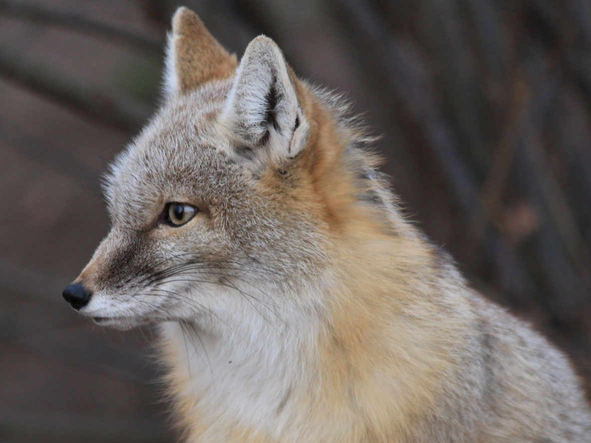 Steppenfuchs Futterpatenschaft