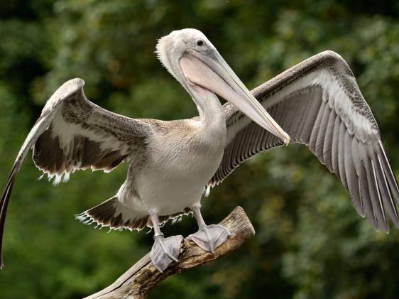 Meerespelikan Futterpatenschaft