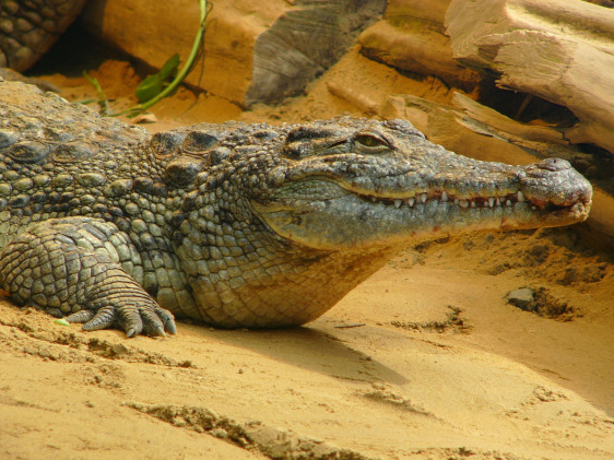 Nilkrokodil Futterpatenschaft