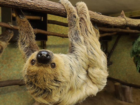 Zweifingerfaultier Futterpatenschaft