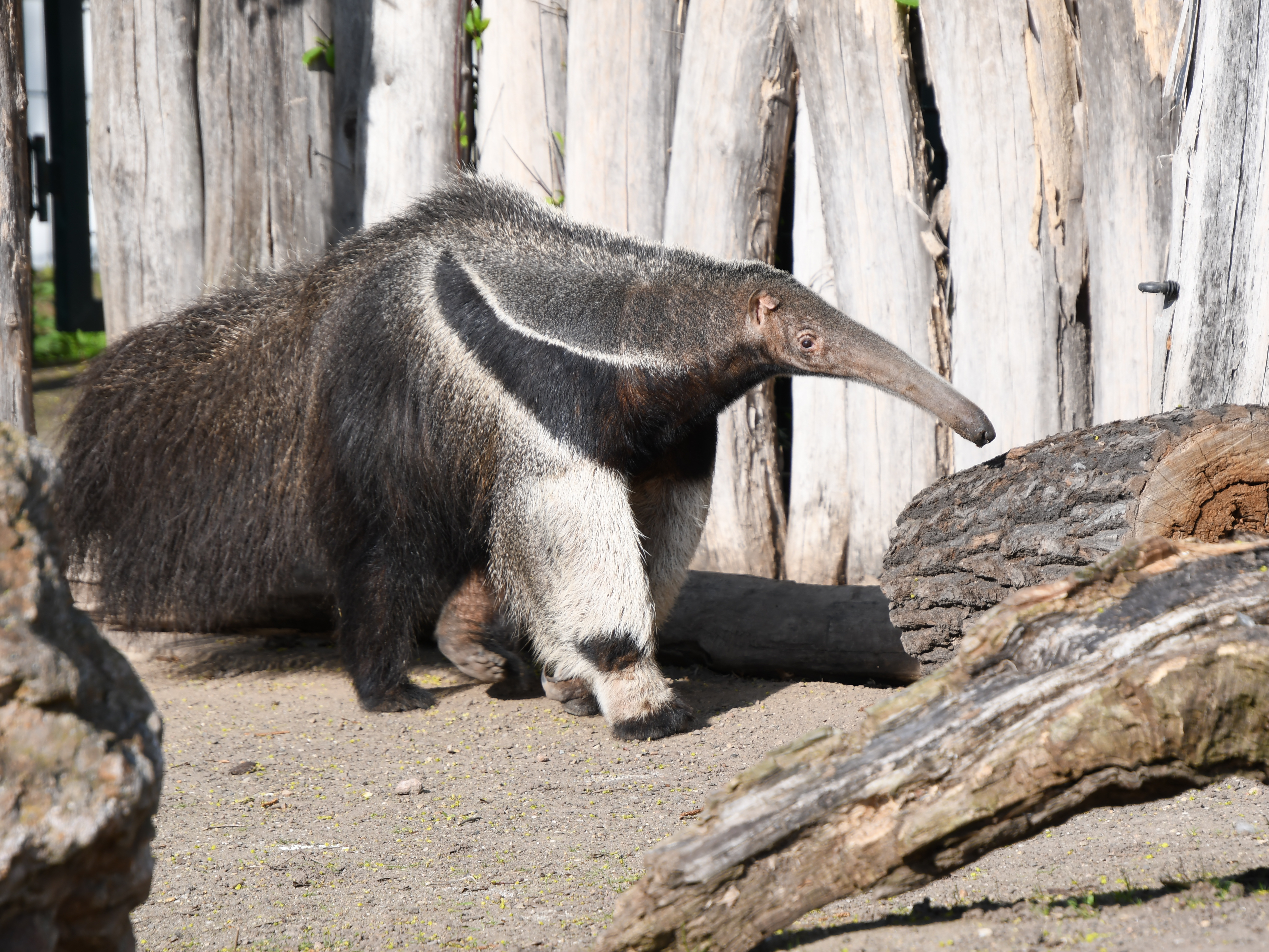 Gutschein - Lieblingstierbesuch Ameisenbär (20 min)