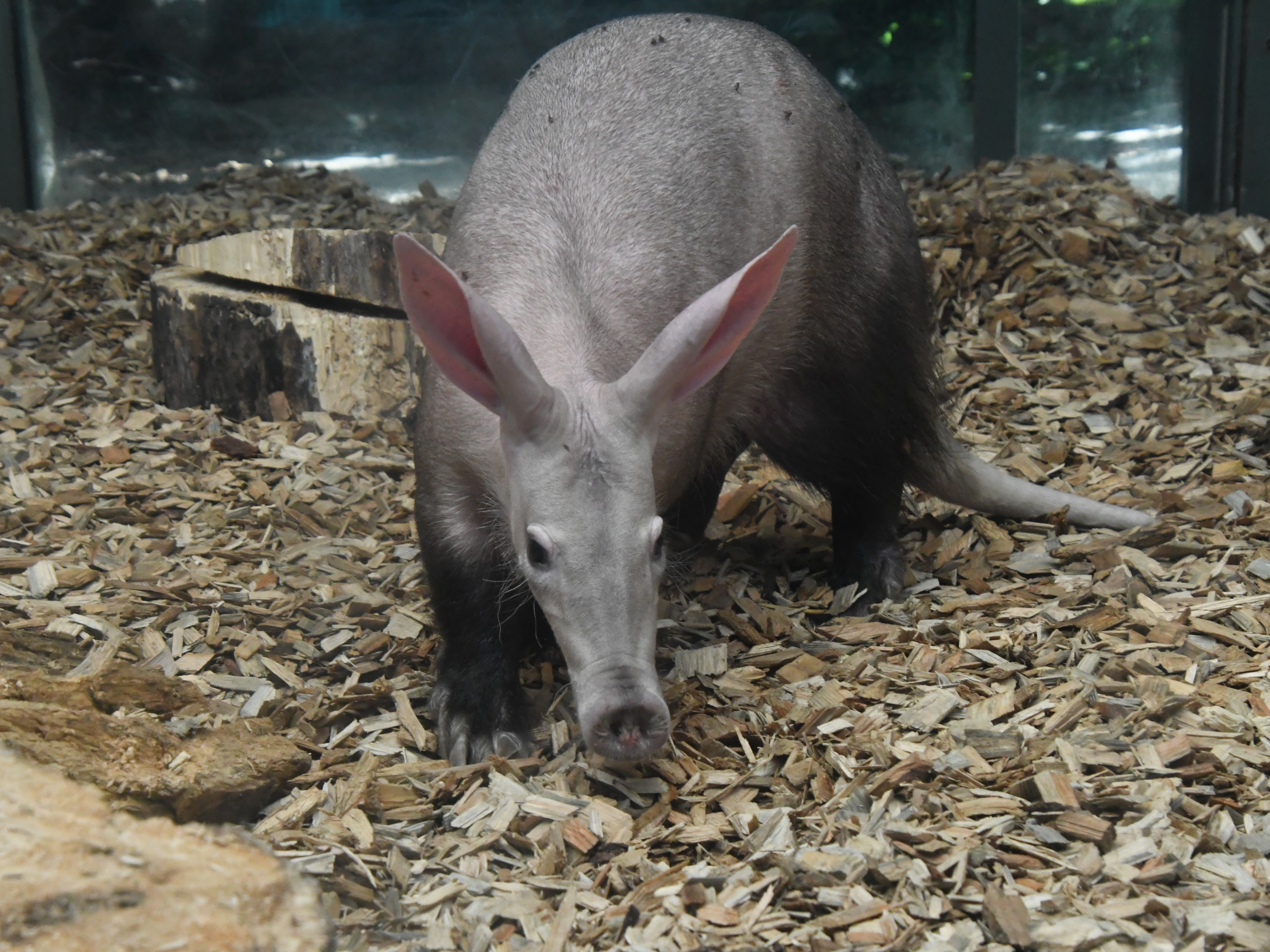 Gutschein - Lieblingstierbesuch Erdferkel (20 min)