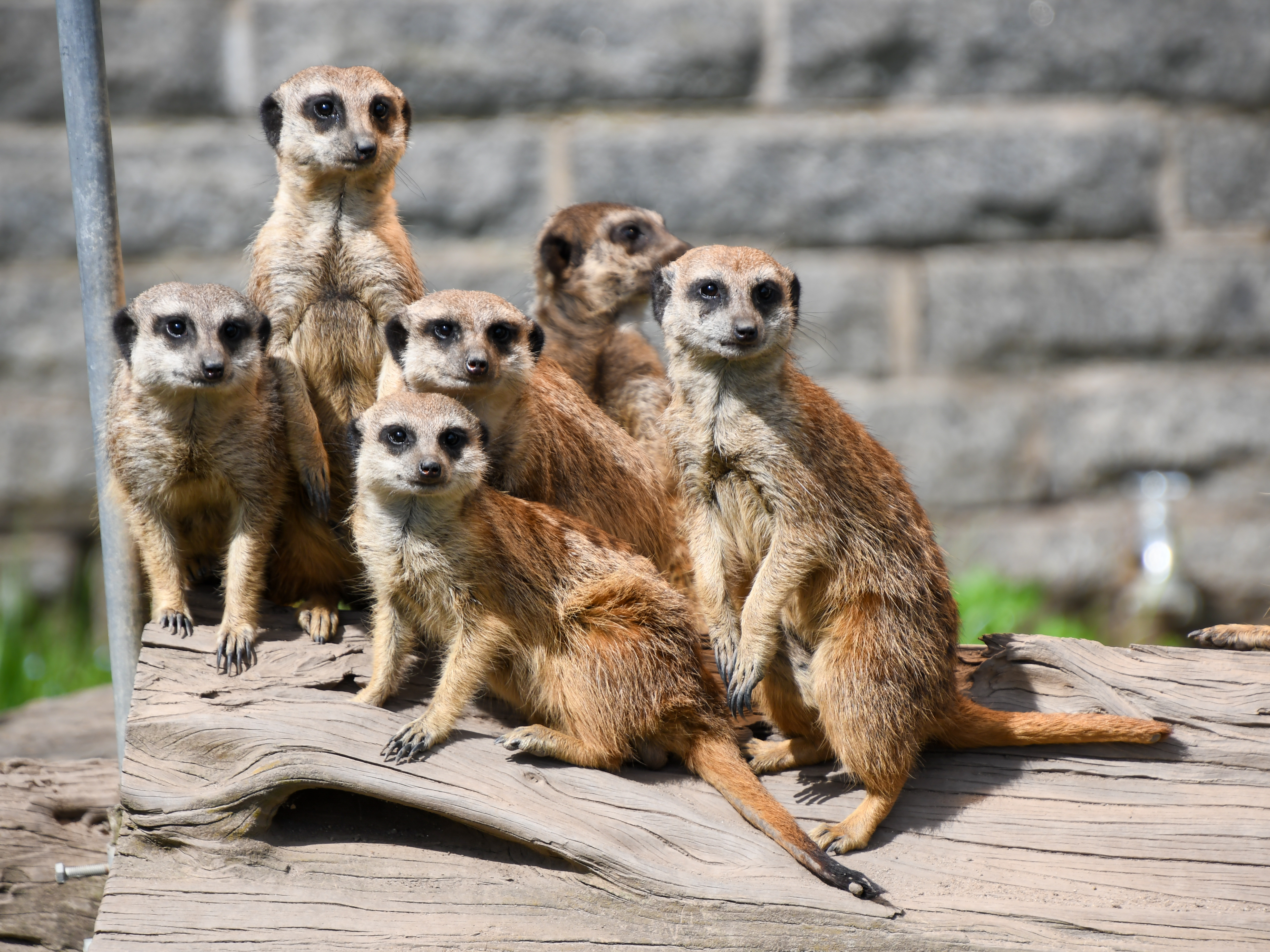 Gutschein - Lieblingstierbesuch Erdmännchen (20 min)