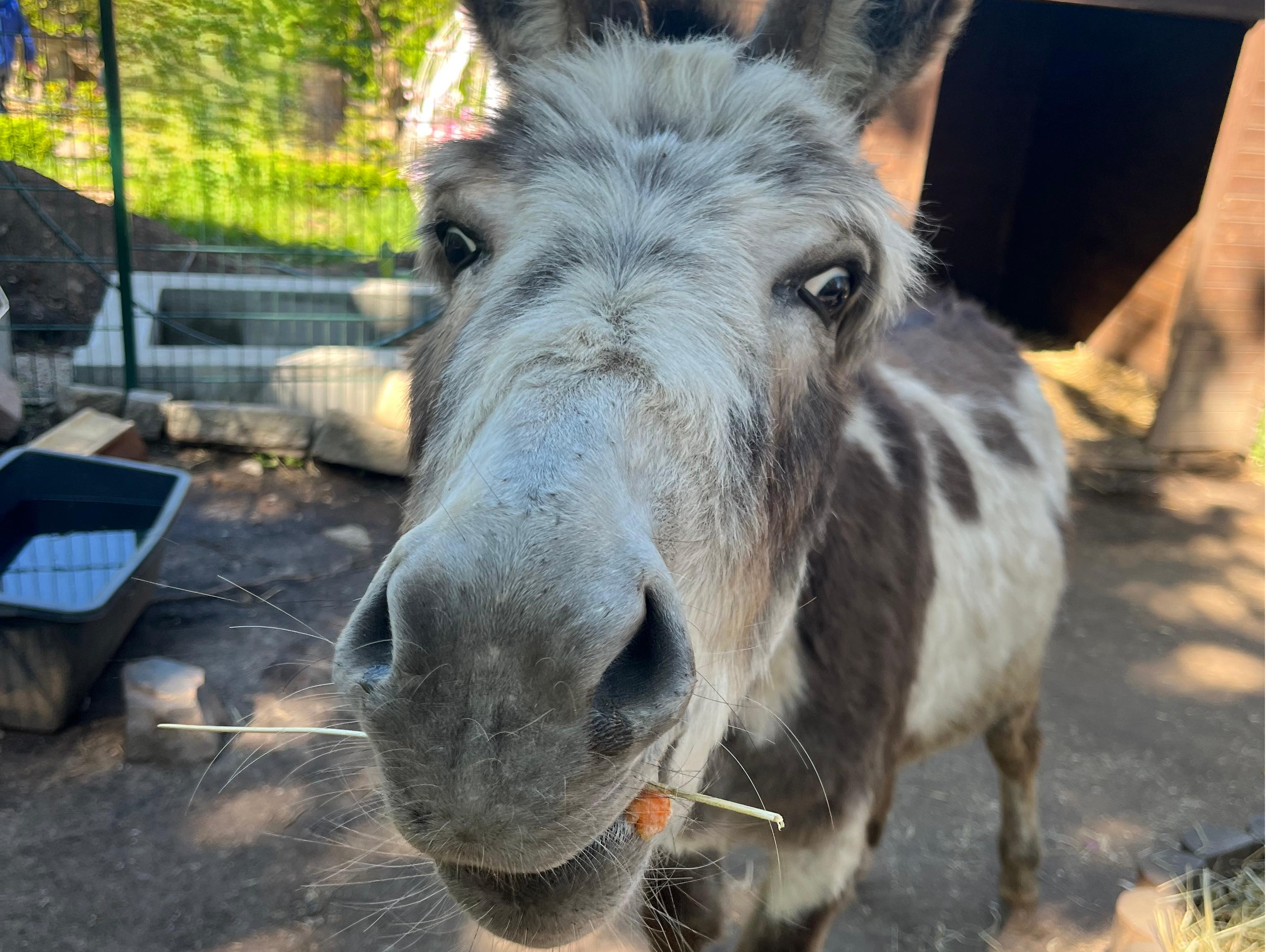 Gutschein - Lieblingstierbesuch Esel (45 min)