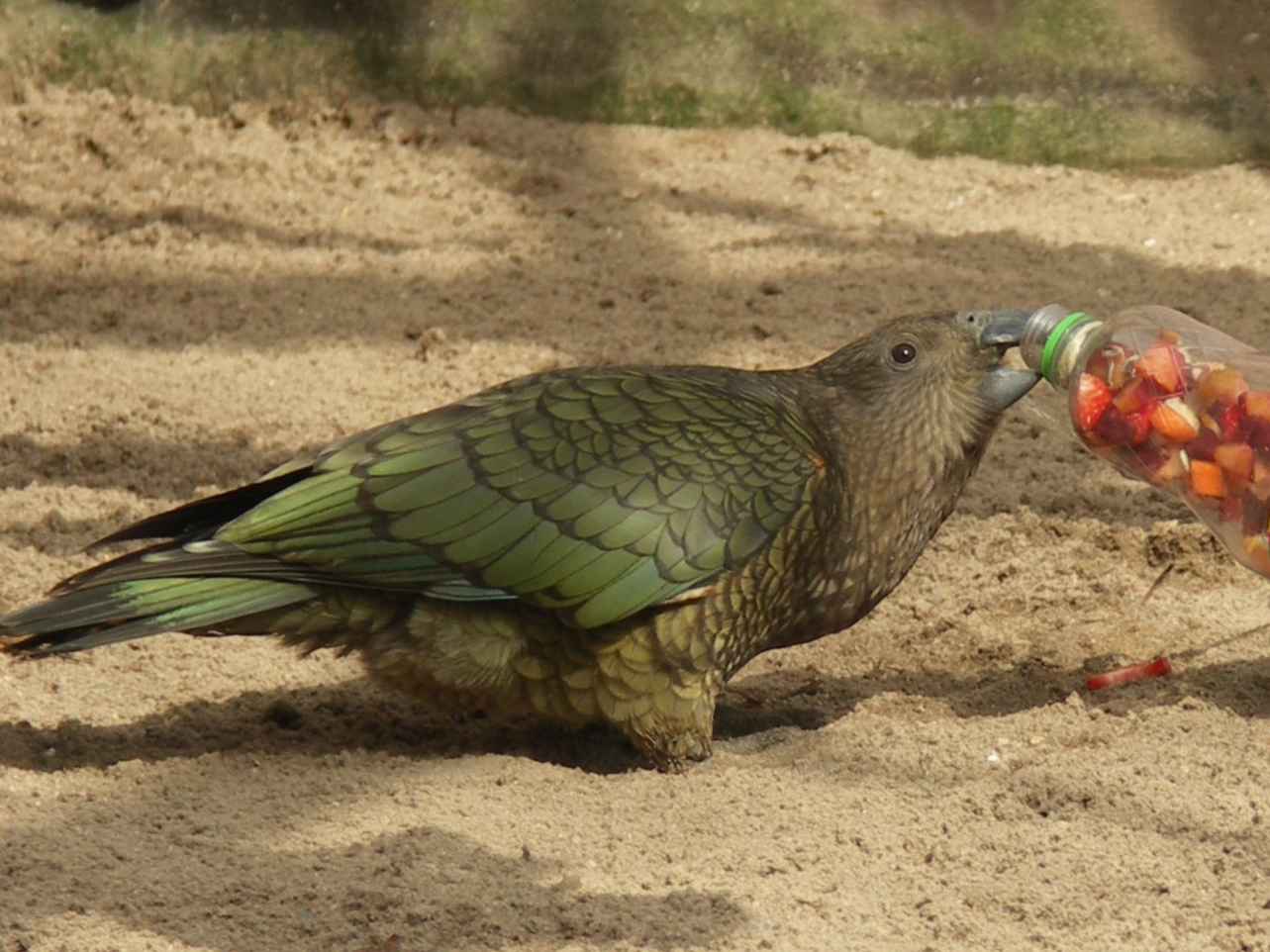 Gutschein - Lieblingstierbesuch Kea (20 min)