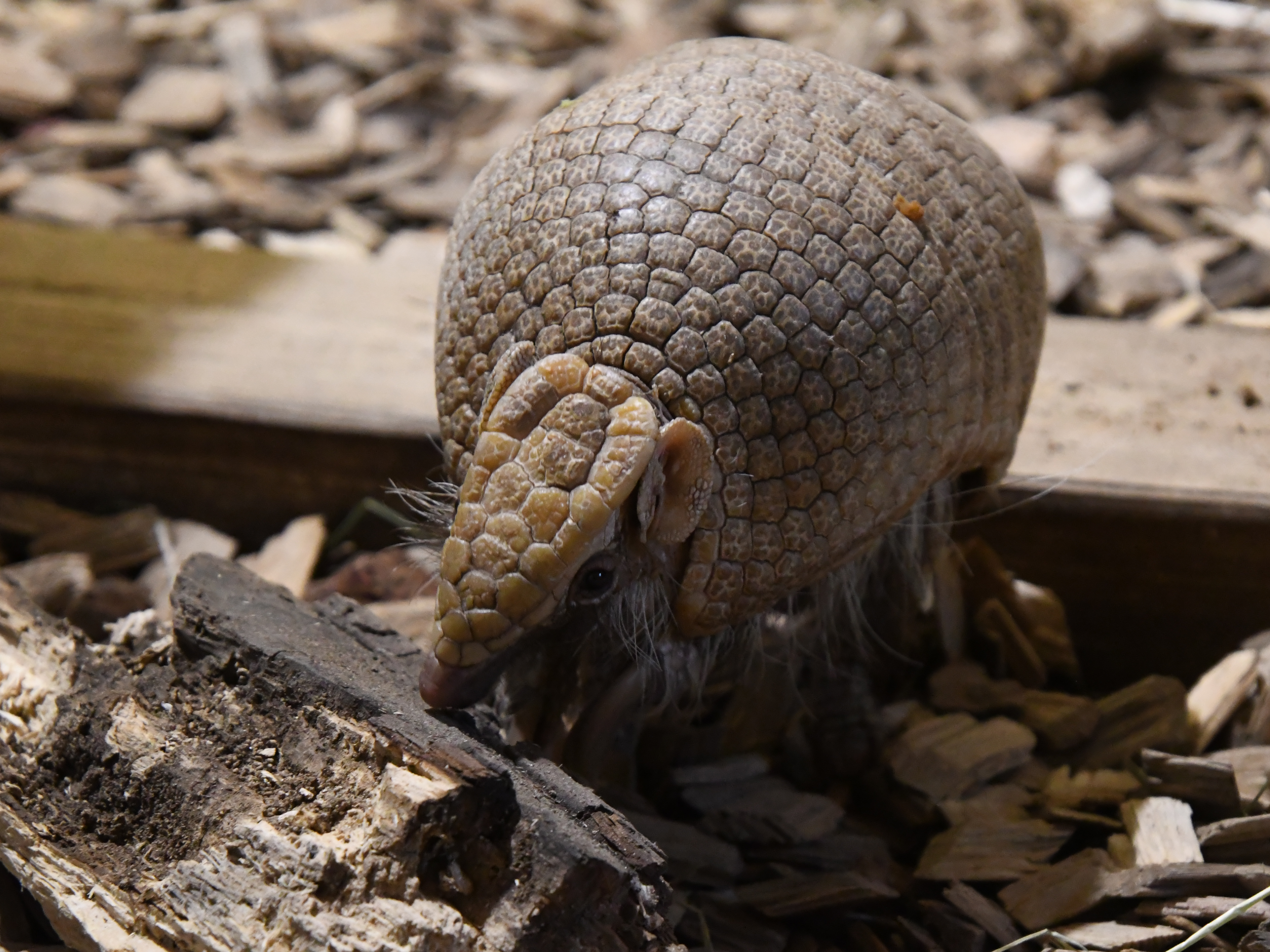 Gutschein - Lieblingstierbesuch Kugelgürteltier (20 min)