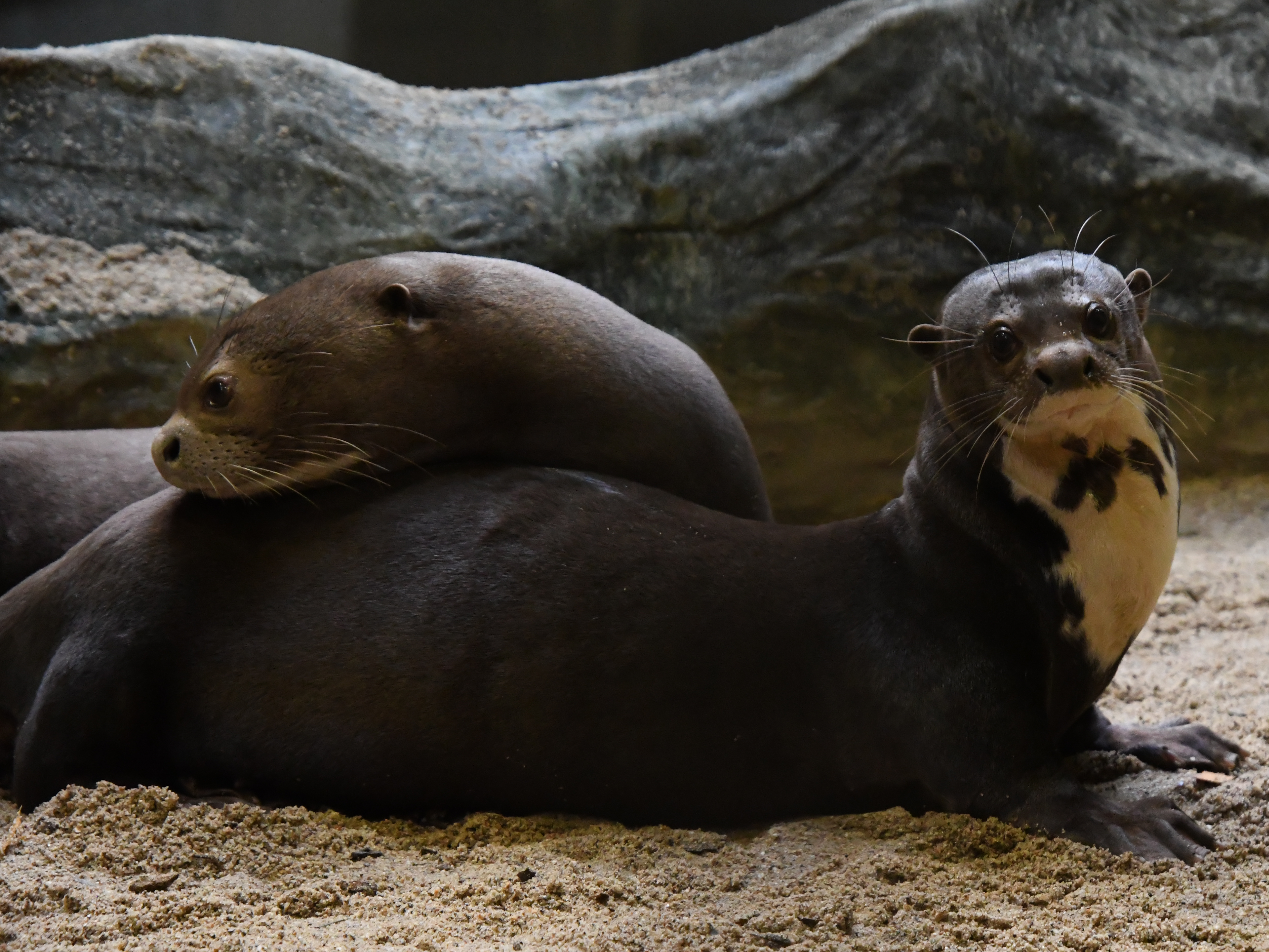 Gutschein - Lieblingstierbesuch Riesenotter (20 min)