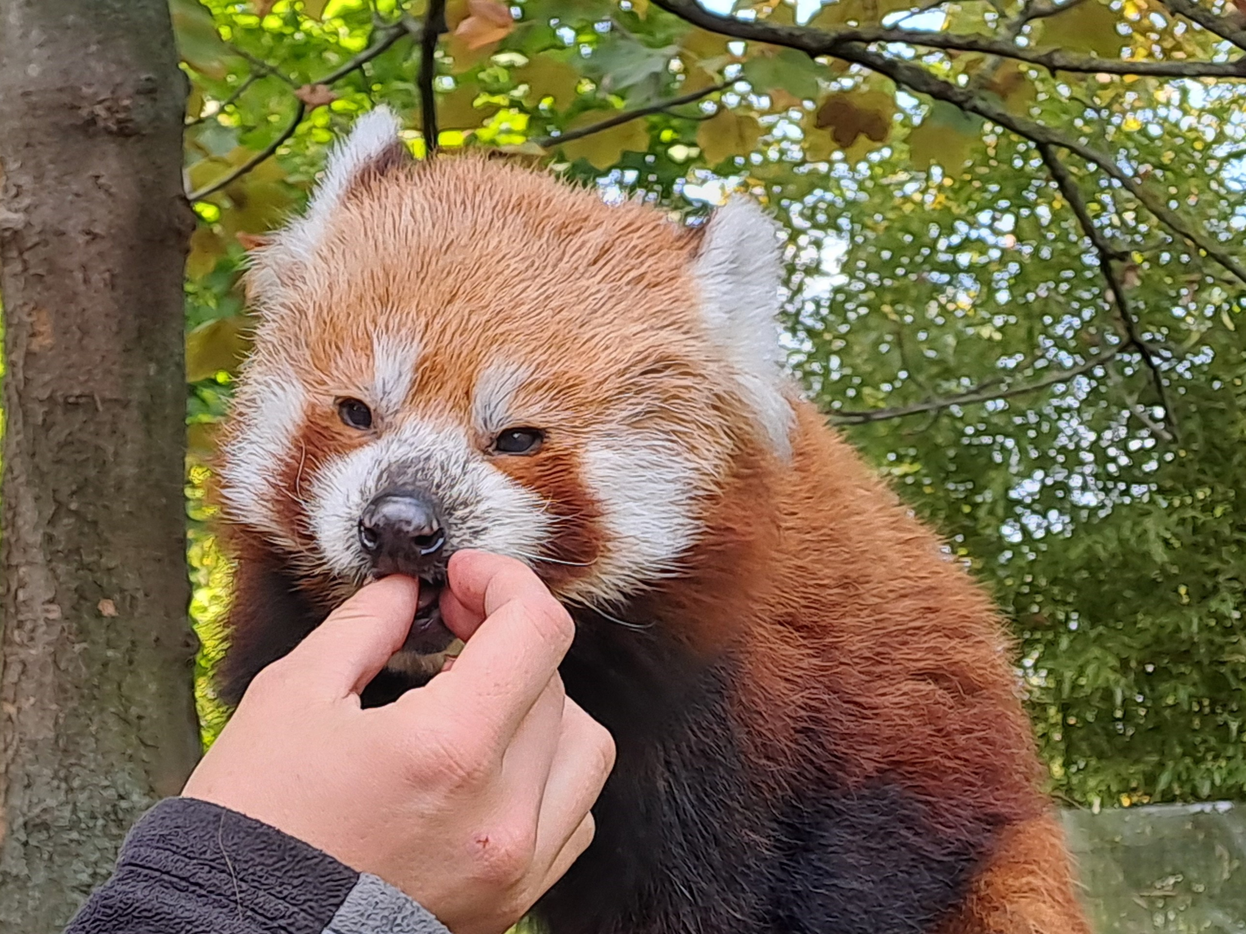 Gutschein - Lieblingstierbesuch Roter Panda (20 min)