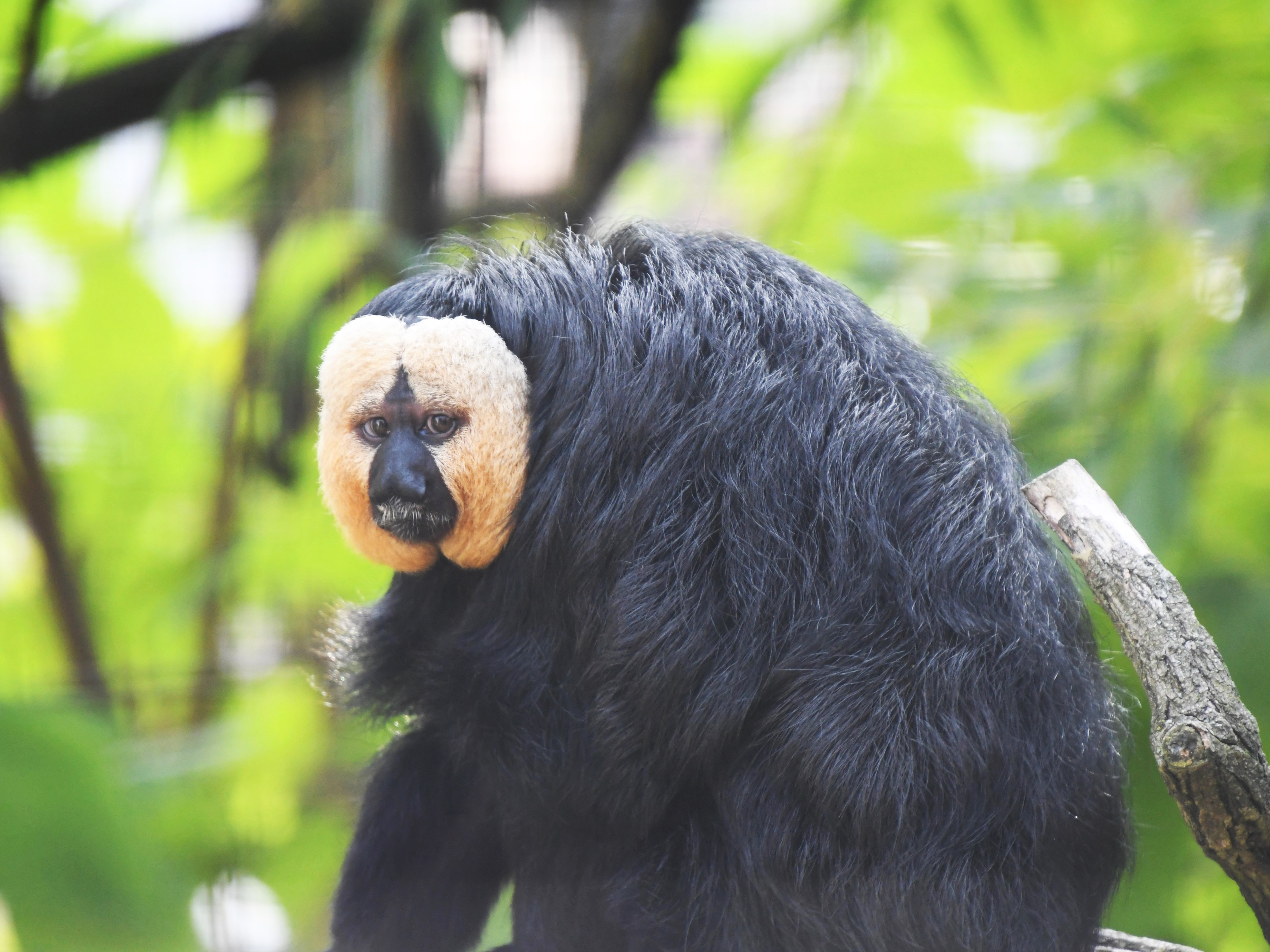 Gutschein - Lieblingstierbesuch Weißkopfsaki (20 min)