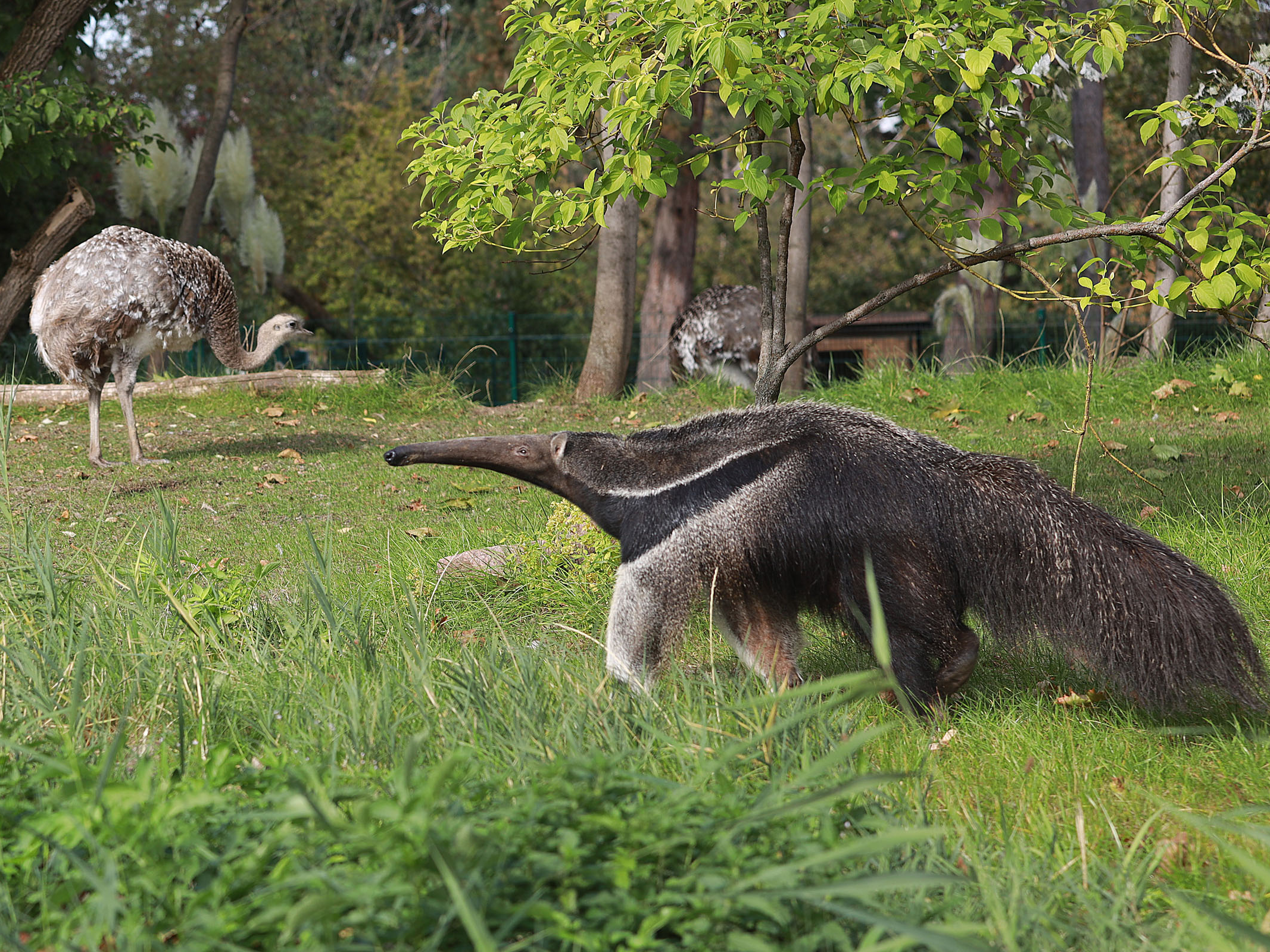 Gutschein - Tierpfleger auf Zeit – Ameisenbäranlage (150 min)