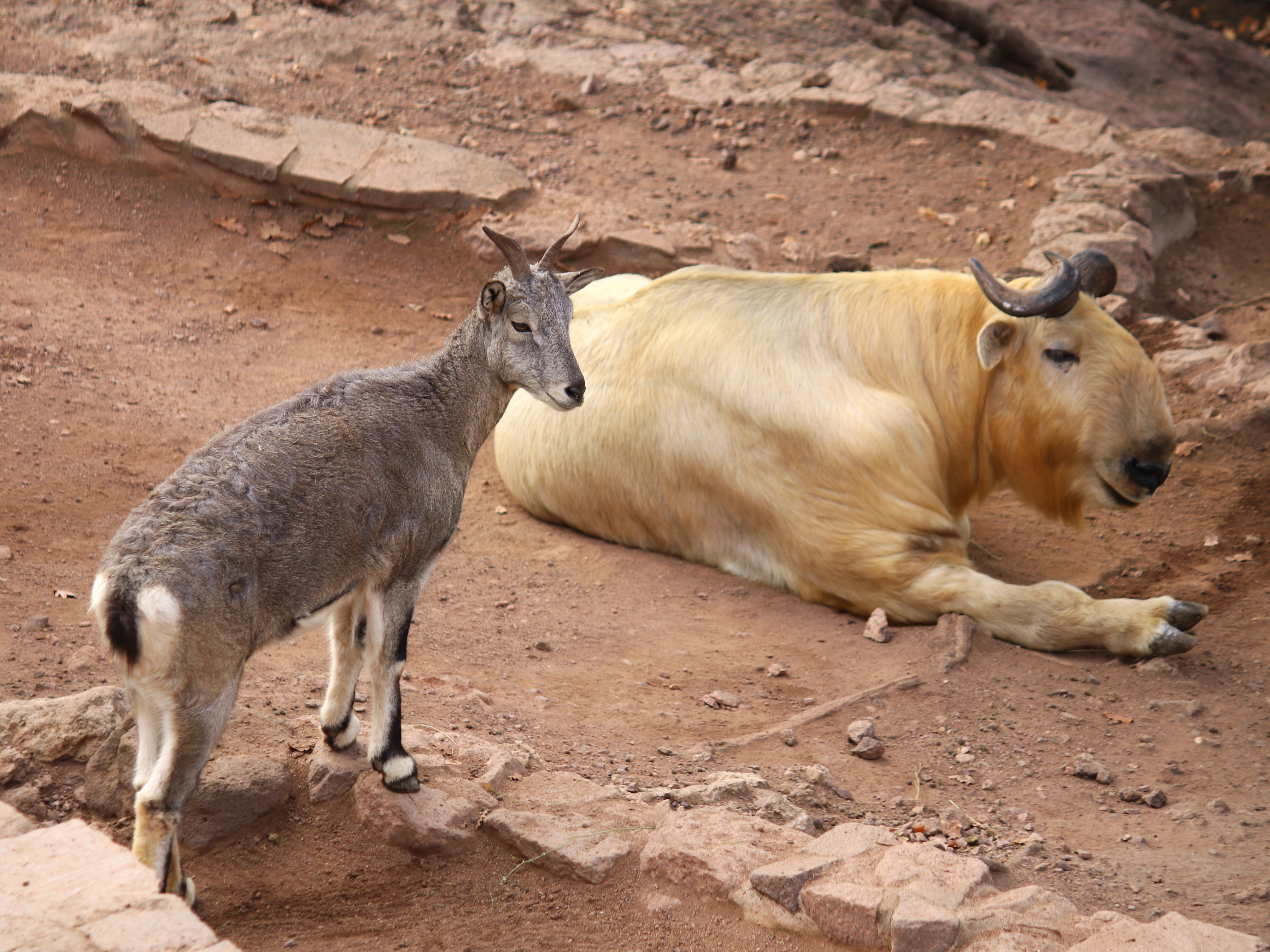 Gutschein - Tierpfleger auf Zeit – Bergtiere (150 min)