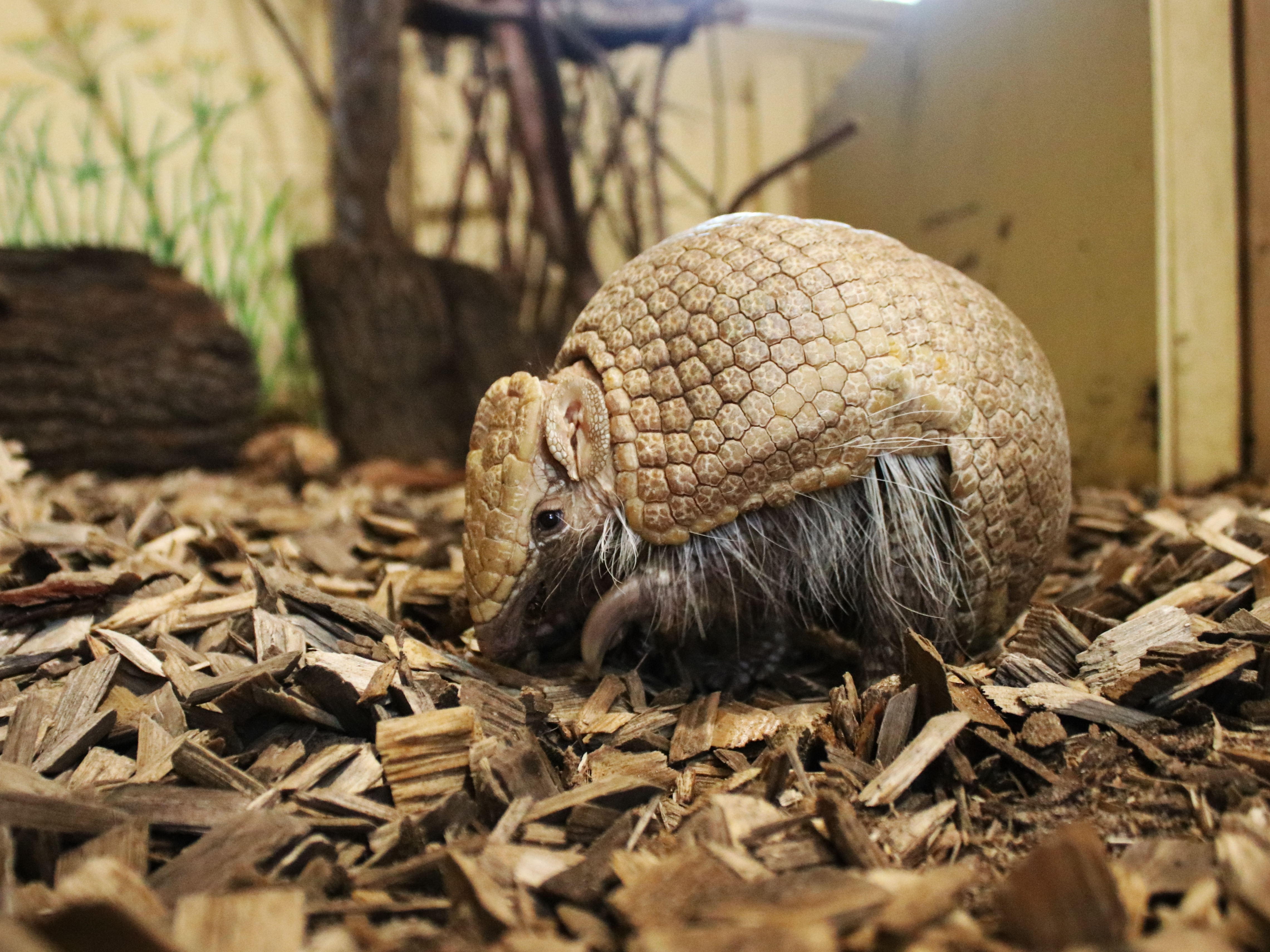 Gutschein - Tierpfleger auf Zeit – Kleintierhaus (150 min)