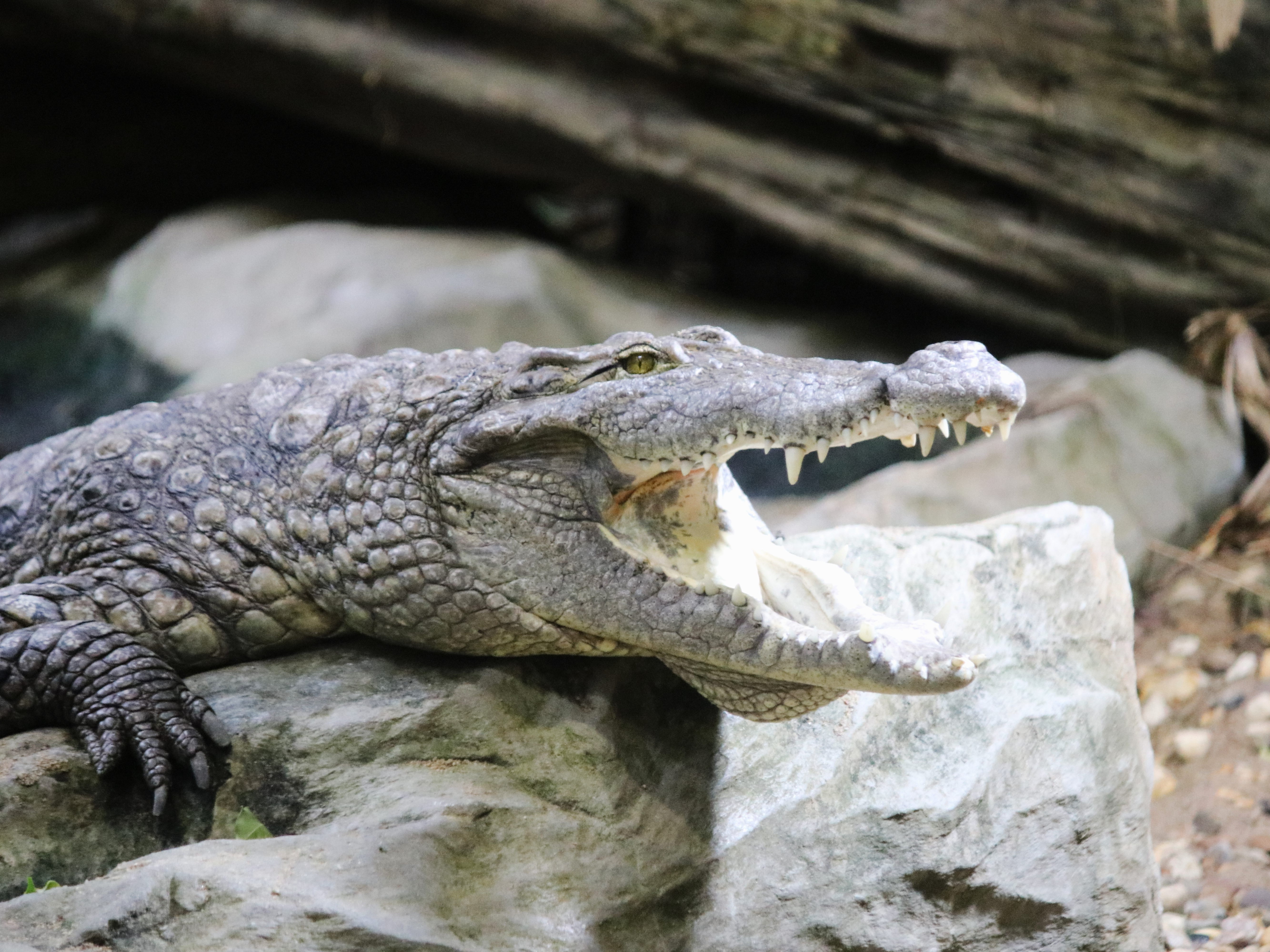 Gutschein - Tierpfleger auf Zeit – Krokodilhaus (150 min)