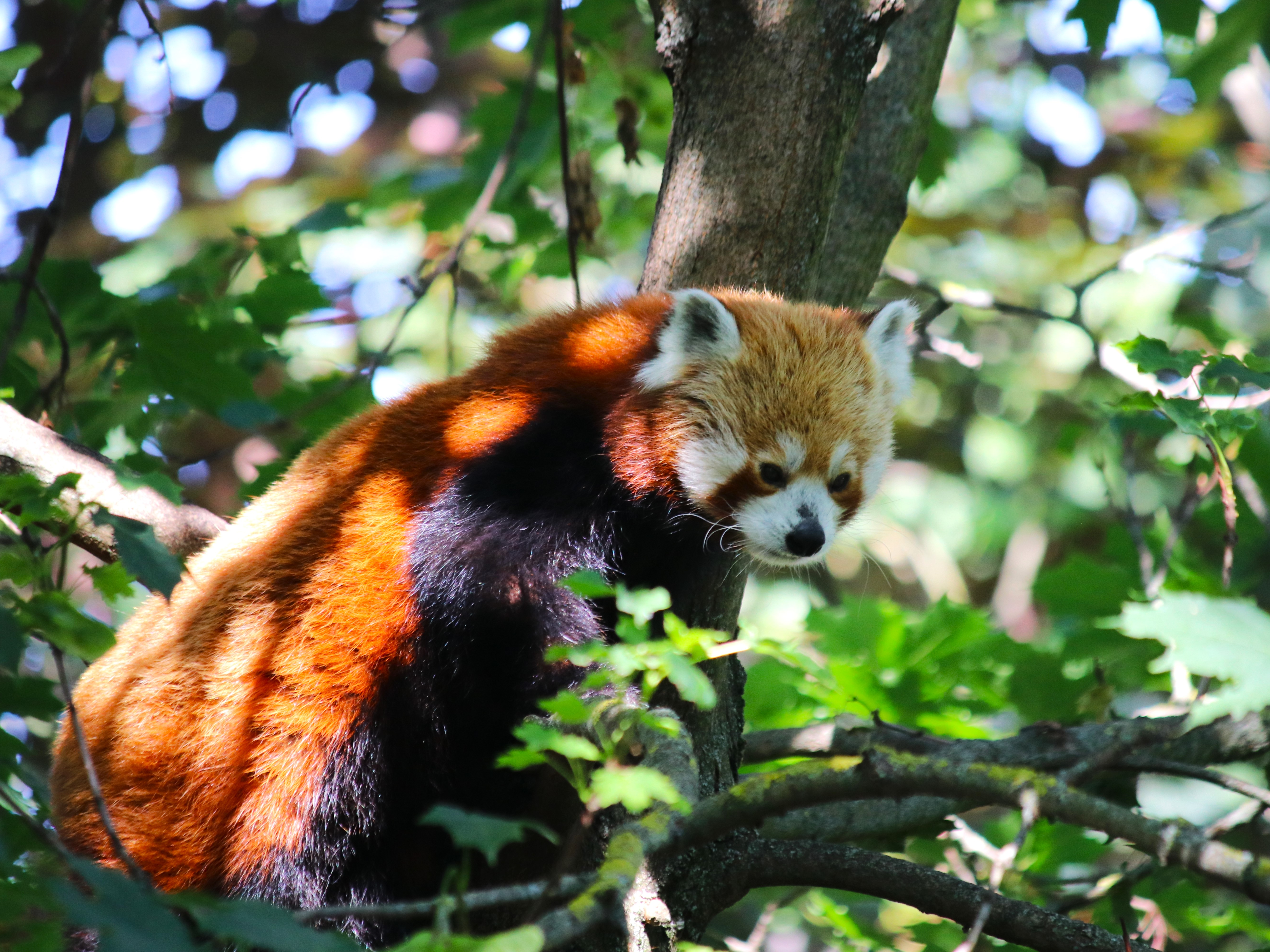 Gutschein - Tierpfleger auf Zeit – Pandaanlage (150 min)