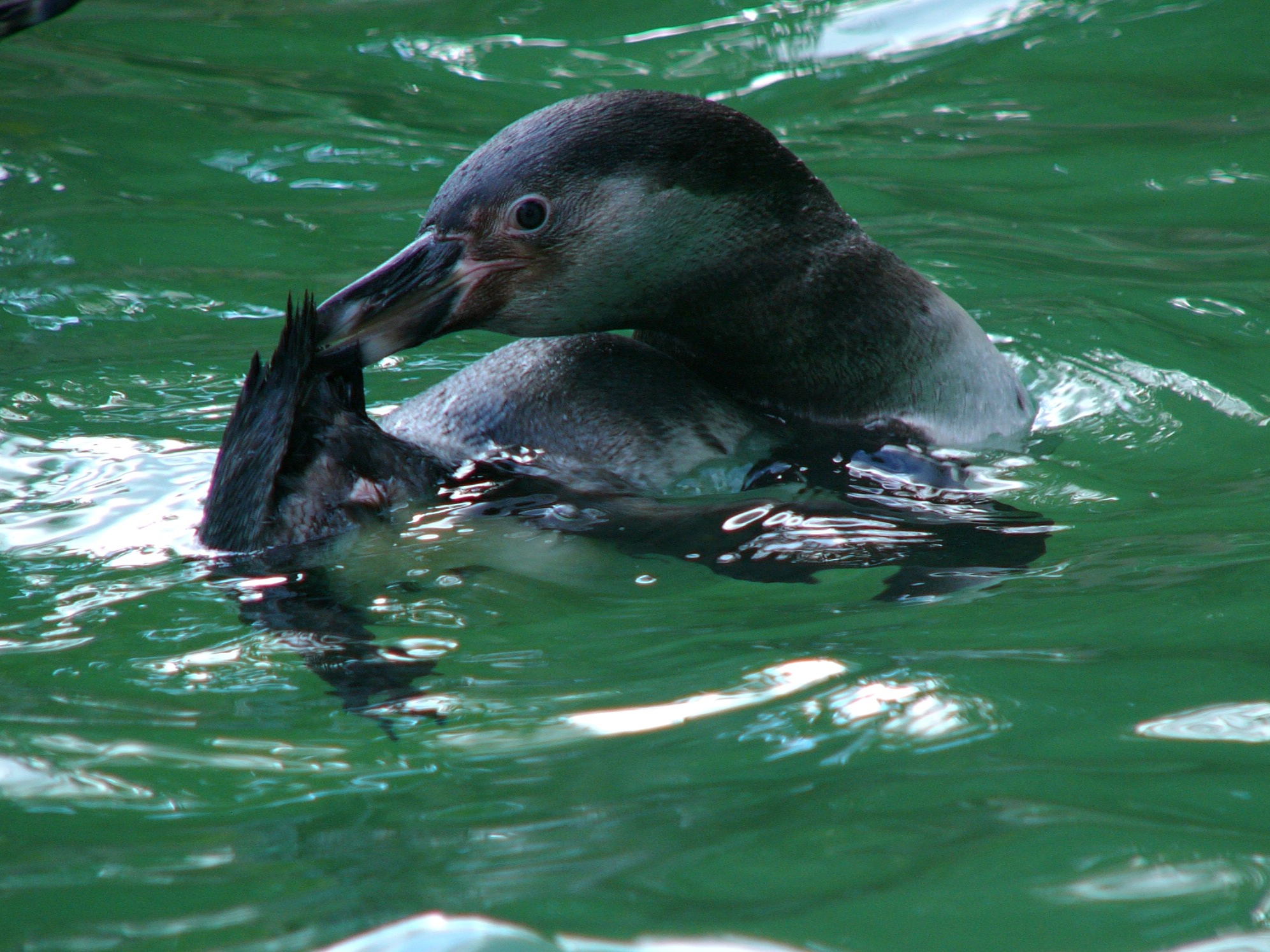 Gutschein - Tierpfleger auf Zeit – Pinguine Runde 2 (150 min)