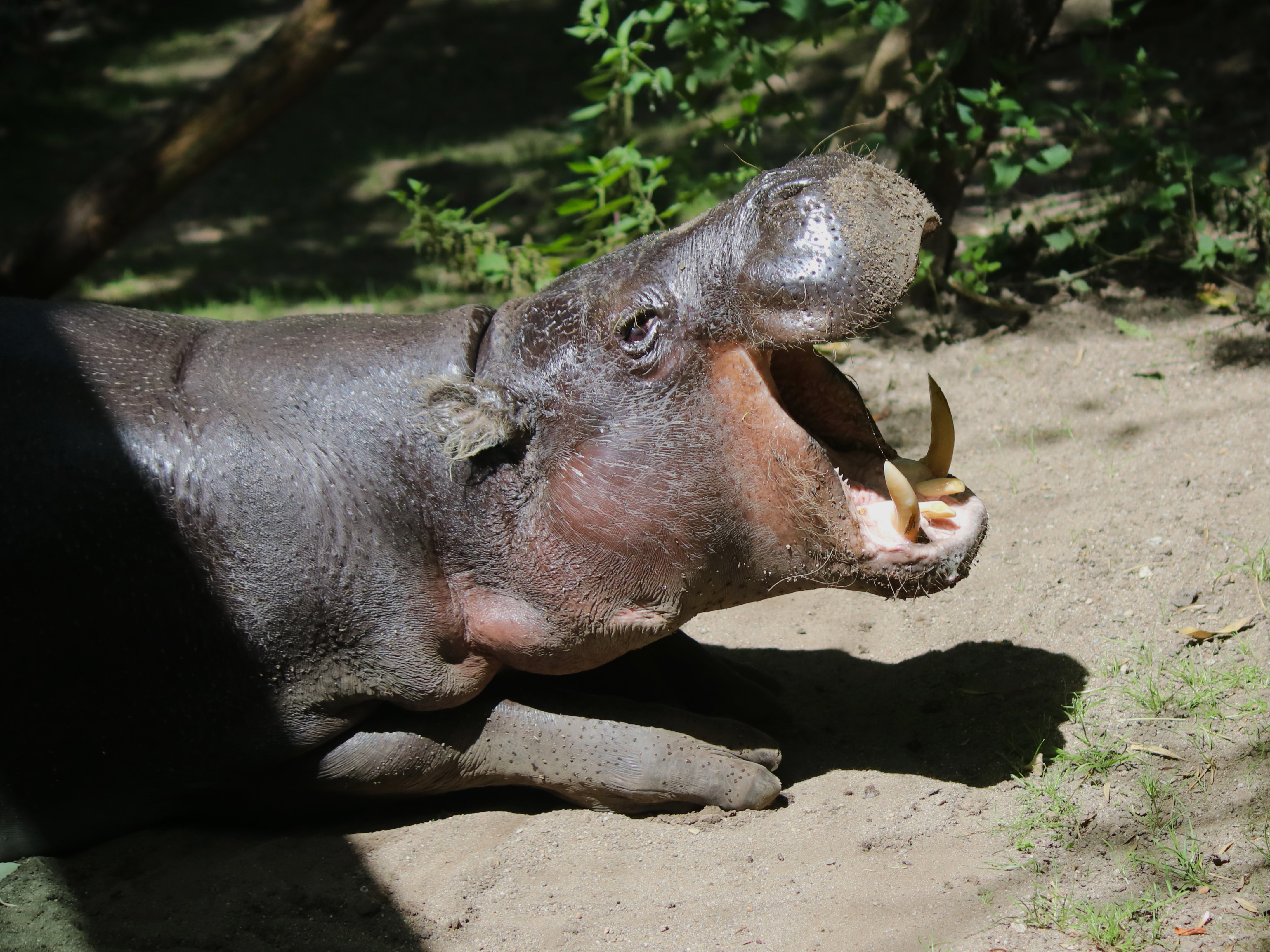 Gutschein - Tierpfleger auf Zeit – Regenwaldhaus (150 min)