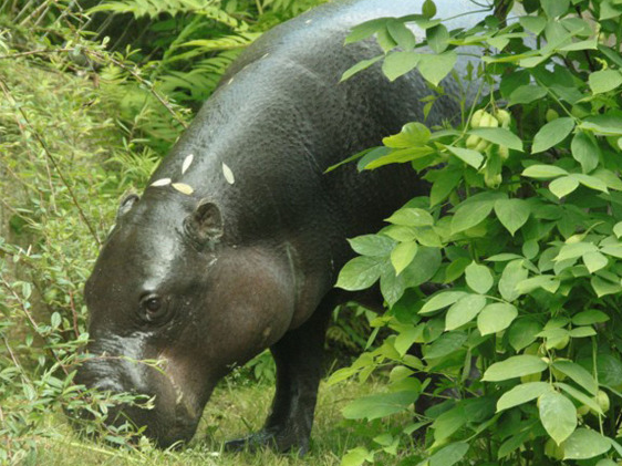 Zwergflusspferd Futterpatenschaft