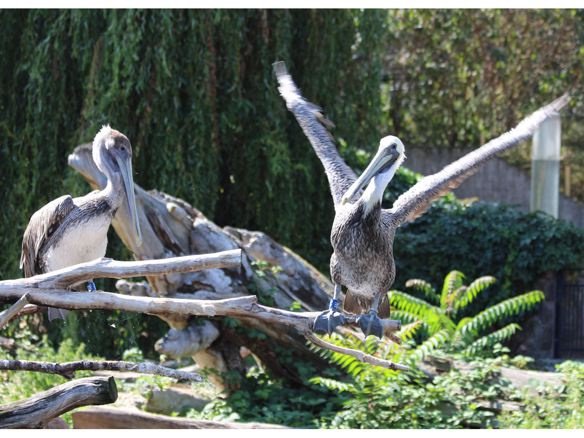 Pelikan-Kolonie Futterpatenschaft