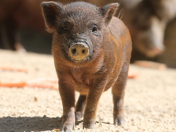 Göttinger Minischwein Futterpatenschaft