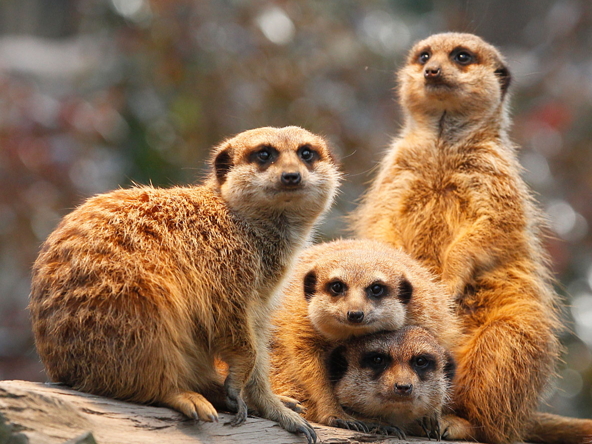 Erdmännchen-Kolonie Futterpatenschaft