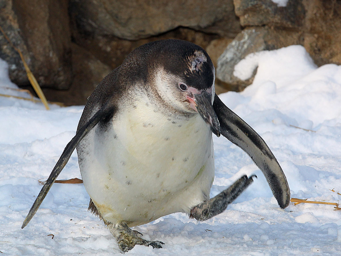 Pinguin Futterpatenschaft