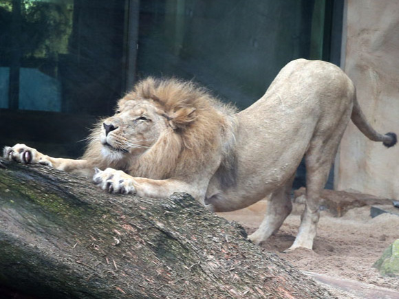 Löwen Futterpatenschaft
