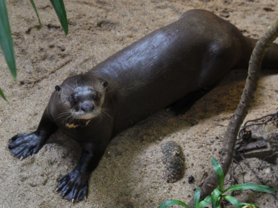 Riesenotter Futterpatenschaft