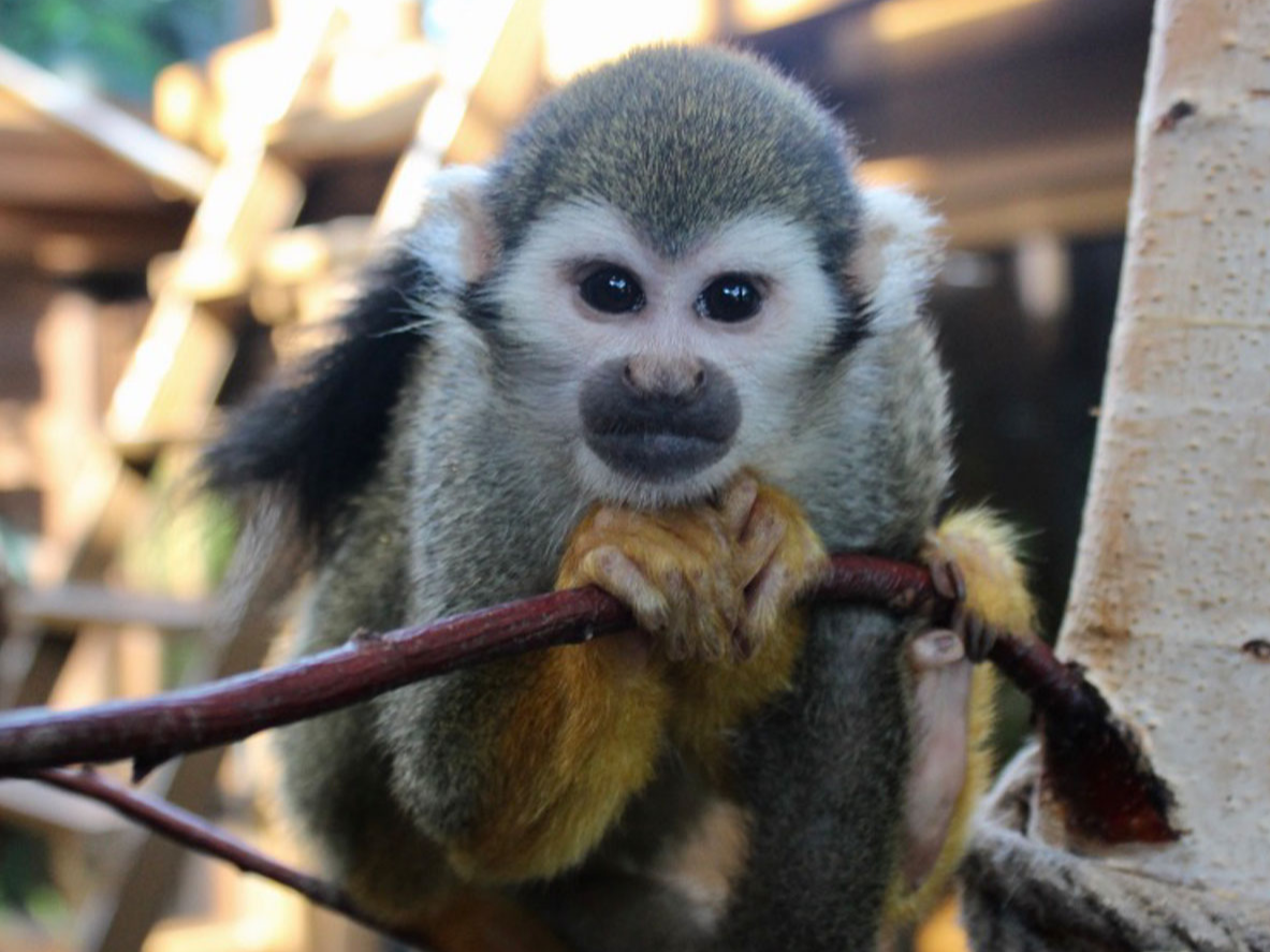 Totenkopfäffchen Futterpatenschaft