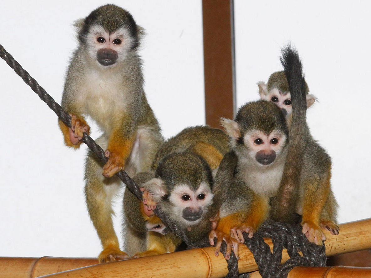 Totenkopfäffchen-Gruppe Futterpatenschaft